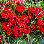 Bulbi de lalele cu floare dubla in ghiveci - Tulipa Samantha