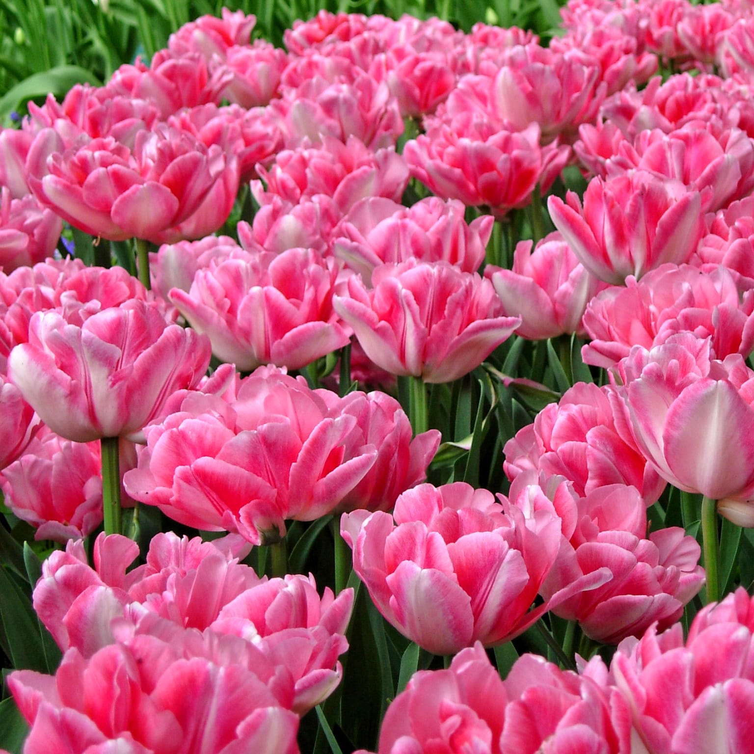 Lalele duble roz - Tulipa 'Foxtrot' (Double Early Tulip)
