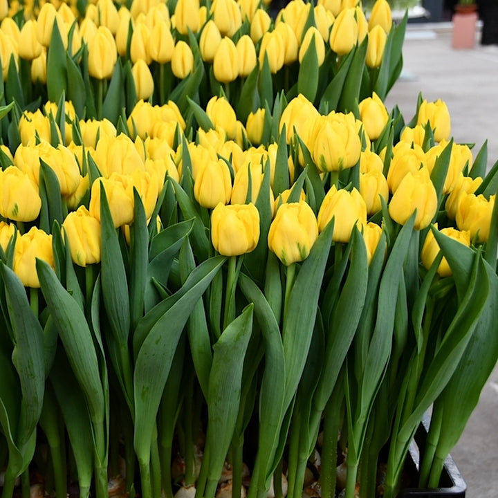 Tulipa 'Nikion'