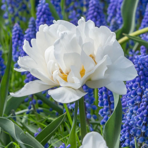 Tulpenzwiebeln mit gefüllten weißen Blüten in Töpfen - Tulip Popcorn