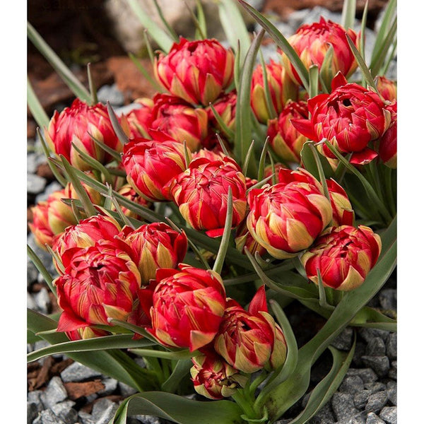 Tulip bulbs with double flower in pots - Tulip Samantha