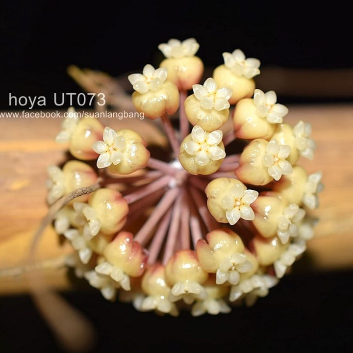 Hoya finlaysonii UT073