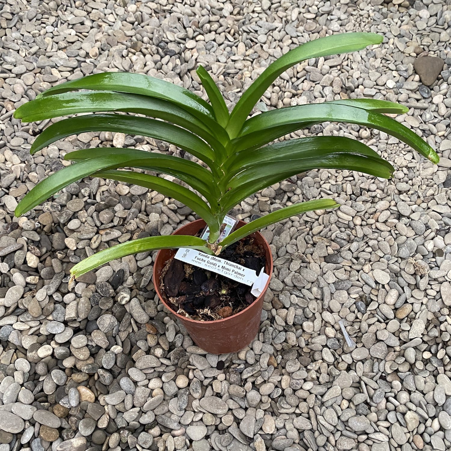 V. (Mem. Thianchai x Fuchs Gold) x Mimi Palmer