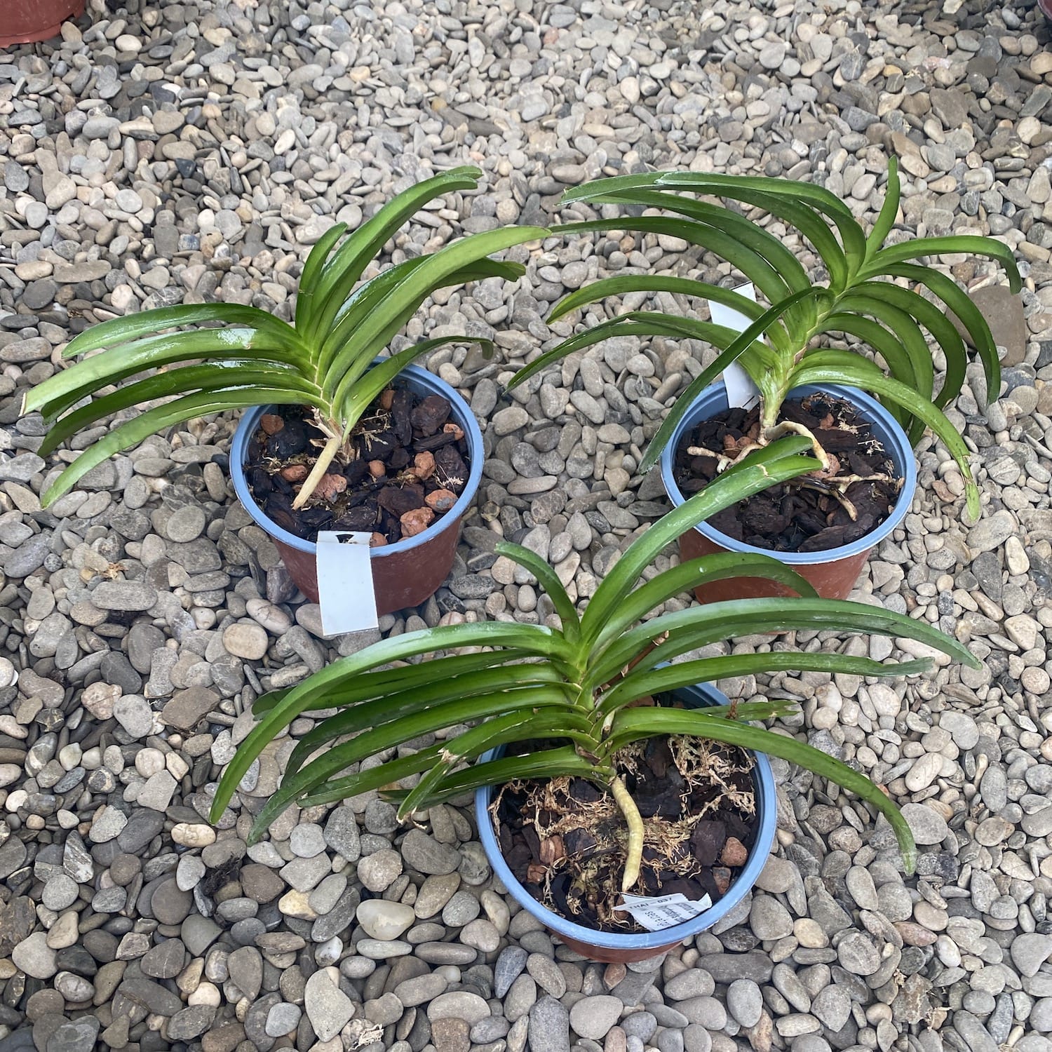 Vanda curvifolia x Rhy. coelestis