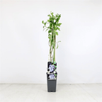 Afin compact - Vaccinium corymbosum 'Bluegold'