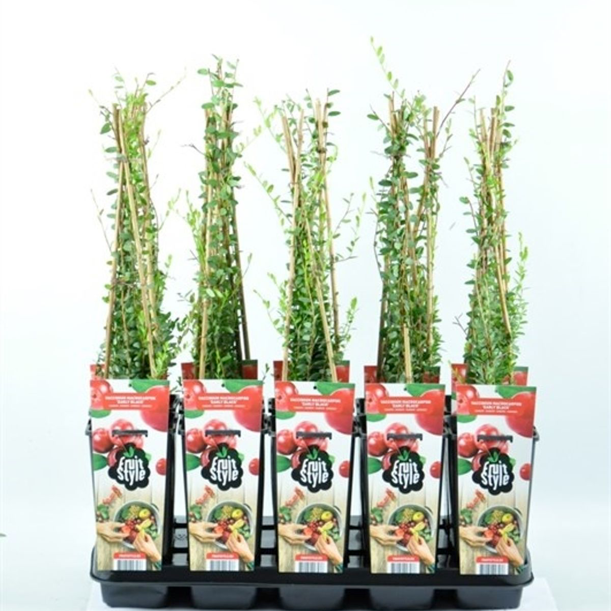 Vaccinium macrocarpon 'Early Black'