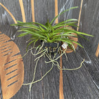 Van. Pinky 'Red' (V. falcata × Rhy. gigantea) - (exemplarul din poza cu 5 keiki)