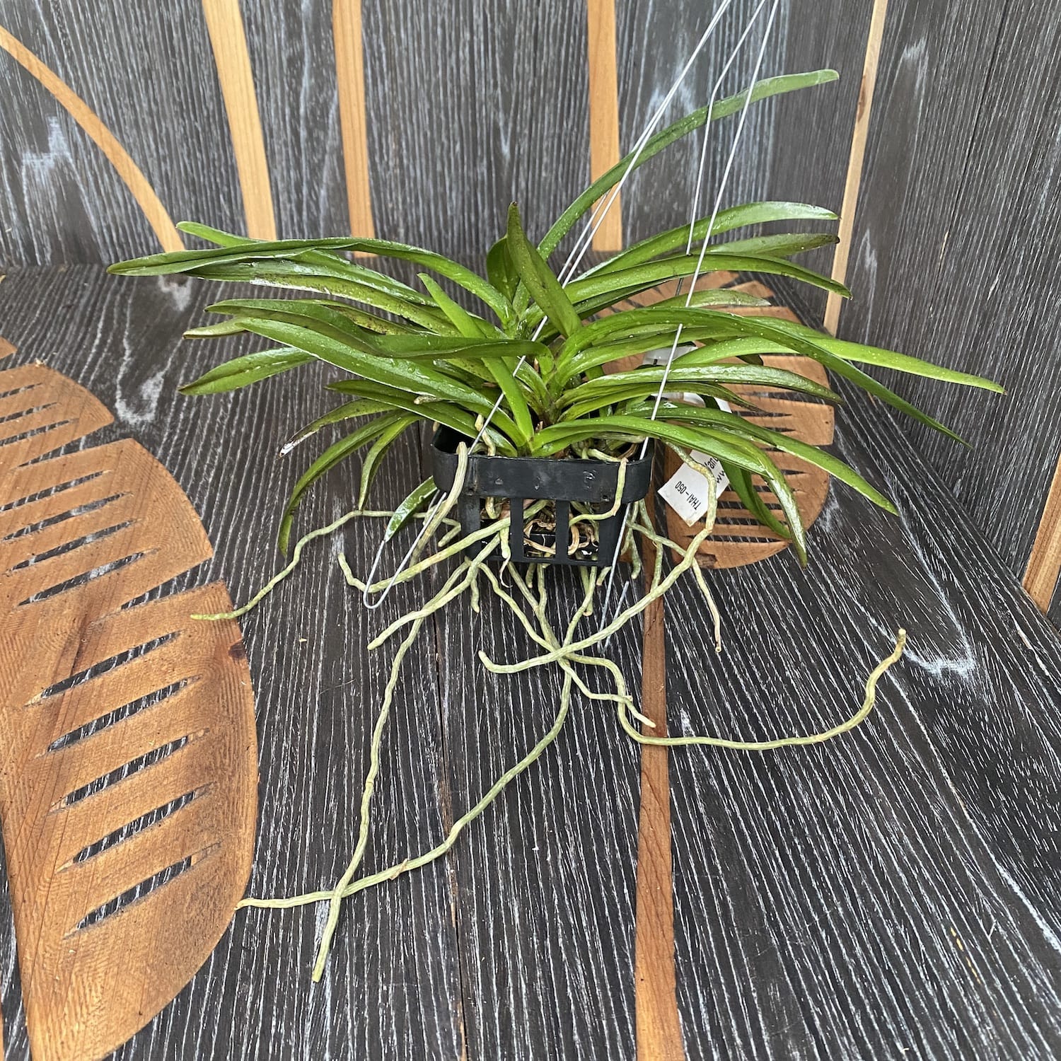 Van. Pinky 'Red' (V. falcata × Rhy. gigantea) - (exemplarul din poza cu 5 keiki)