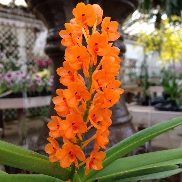 Vanda miniata (syn. Ascocentrum miniatum)