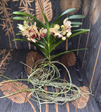 Vanda DIVANA Amber Mahogany (Ansu) - the specimen in the picture