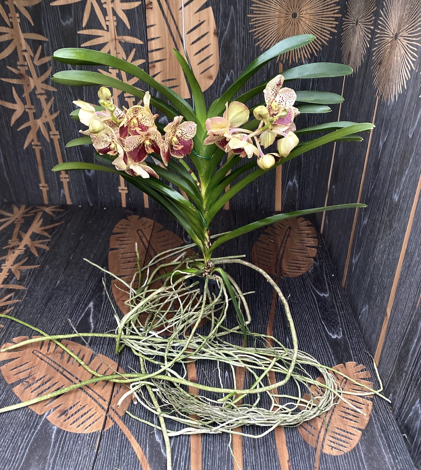 Vanda DIVANA Amber Mahogany (Ansu) - the specimen in the picture