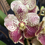 Vanda DIVANA Amber Mahogany (Ansu) - the specimen in the picture