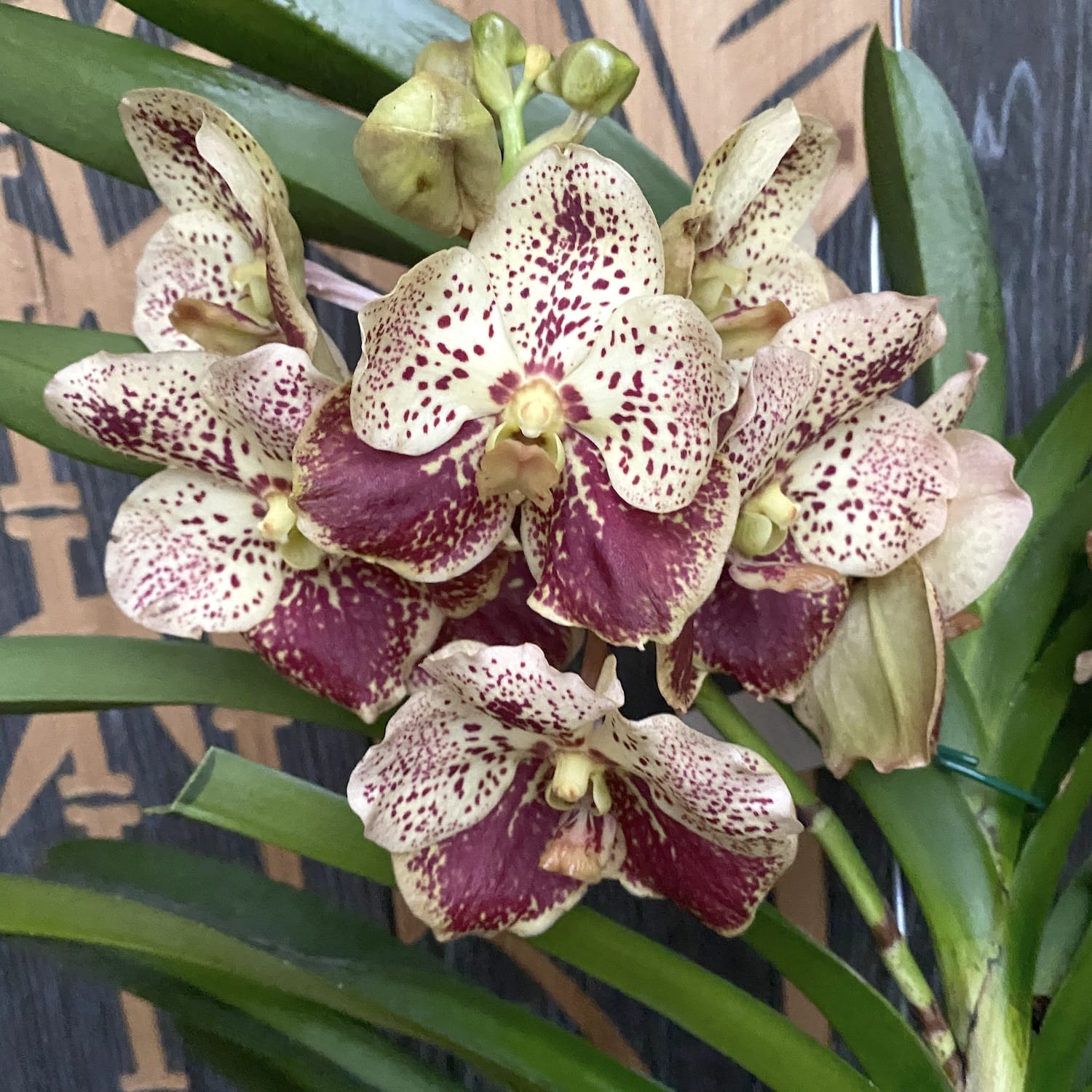 Vanda DIVANA Amber Mahogany (Ansu) - the specimen in the picture
