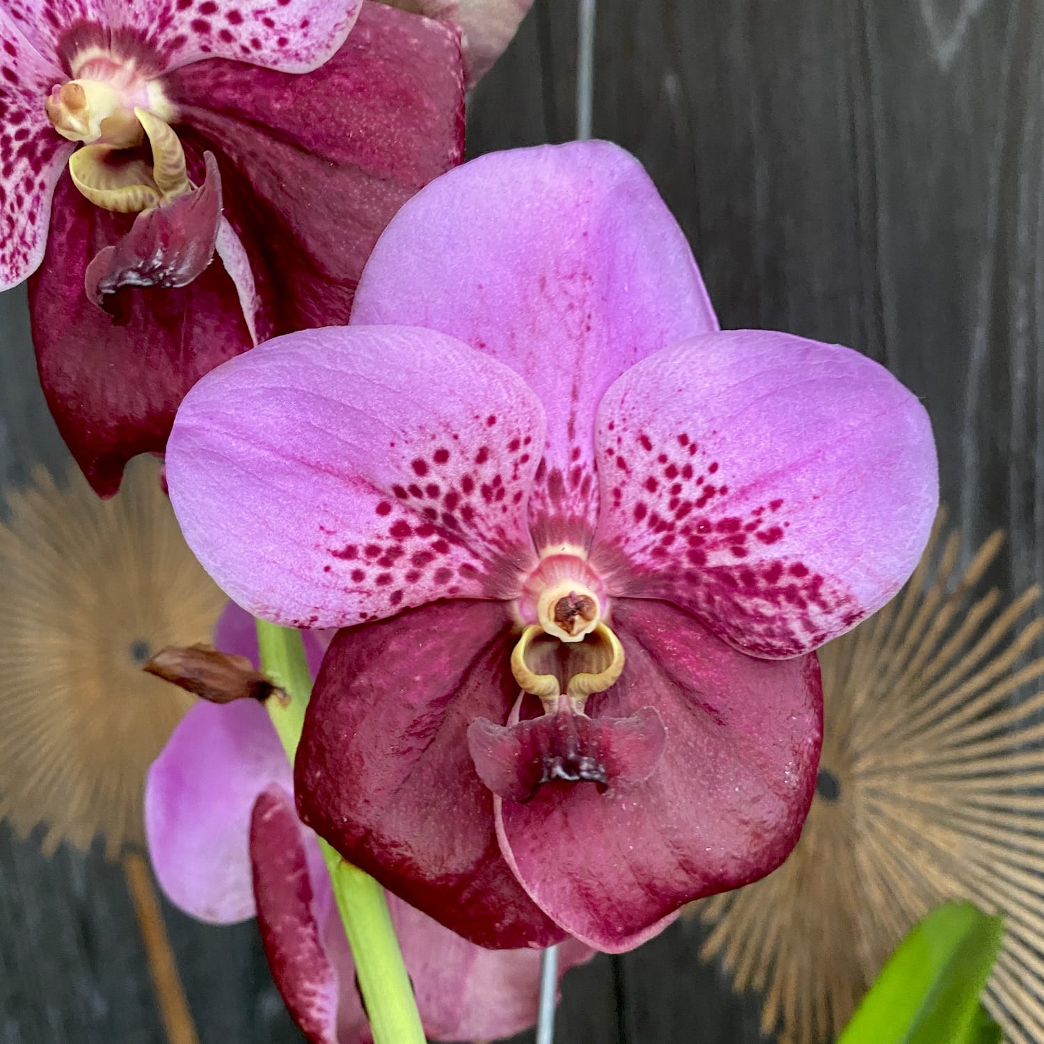Vanda Divana Pink Maroon