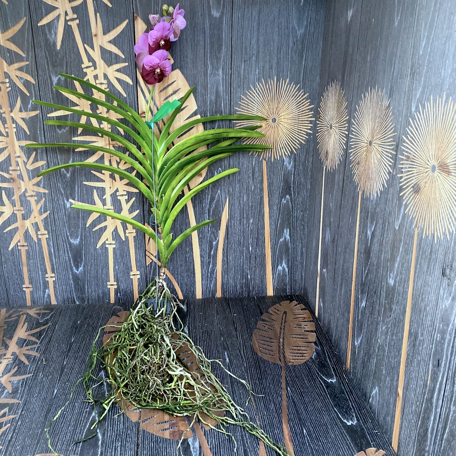 Vanda Divana Pink Maroon