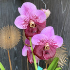 Vanda Divana Roze Kastanjebruin