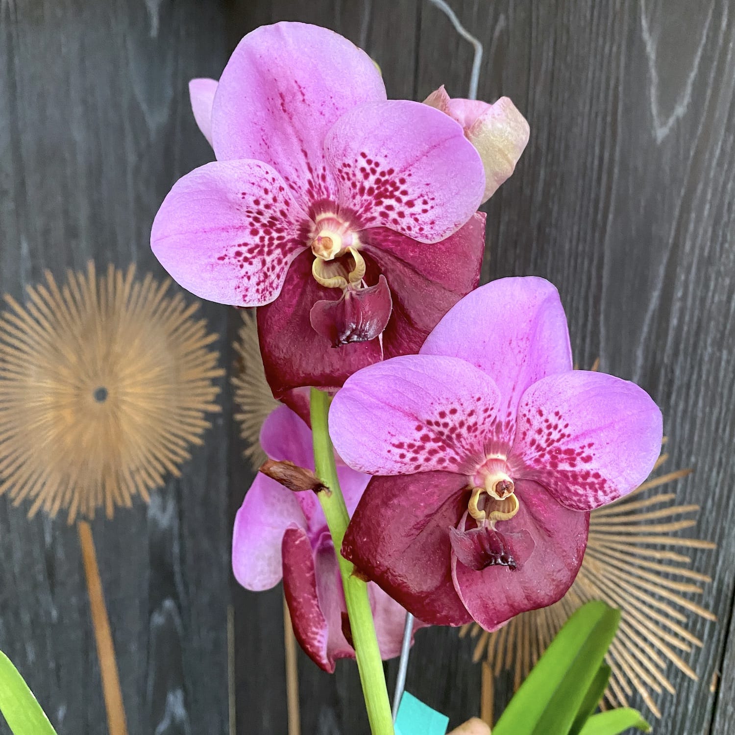 Vanda Divana Pink Maroon