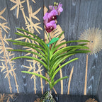 Vanda Divana Roze Kastanjebruin