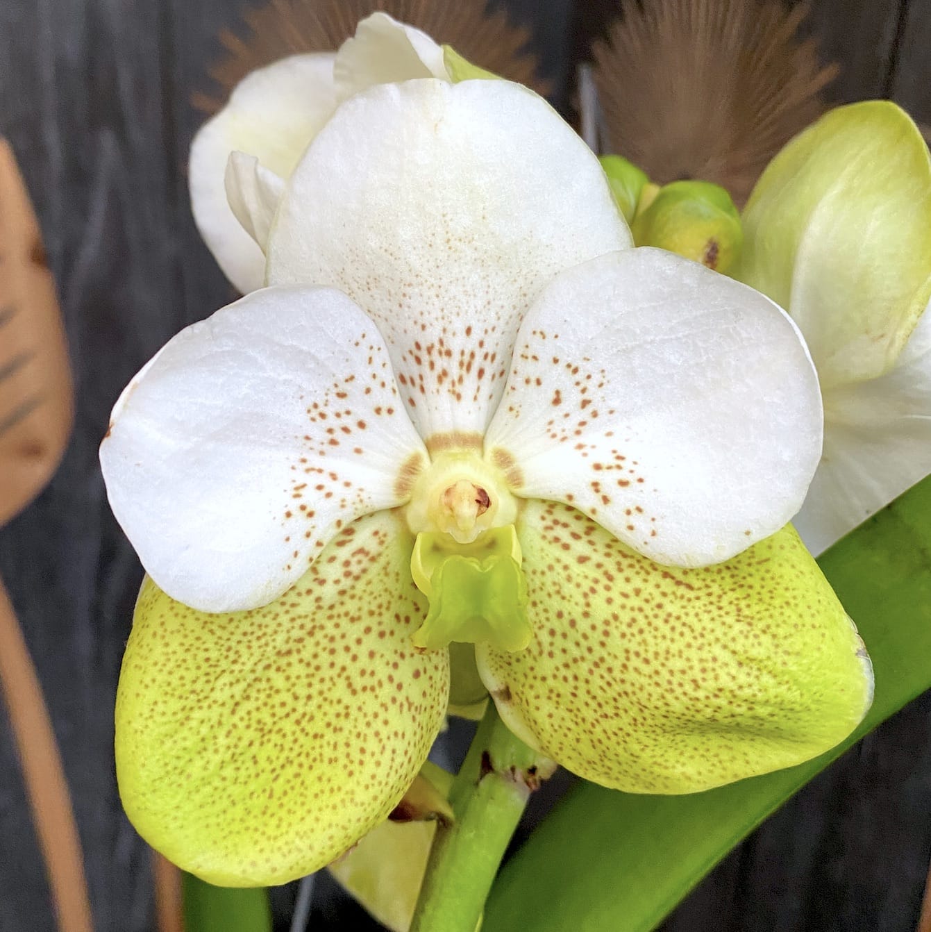 Vanda Divana White Lemon
