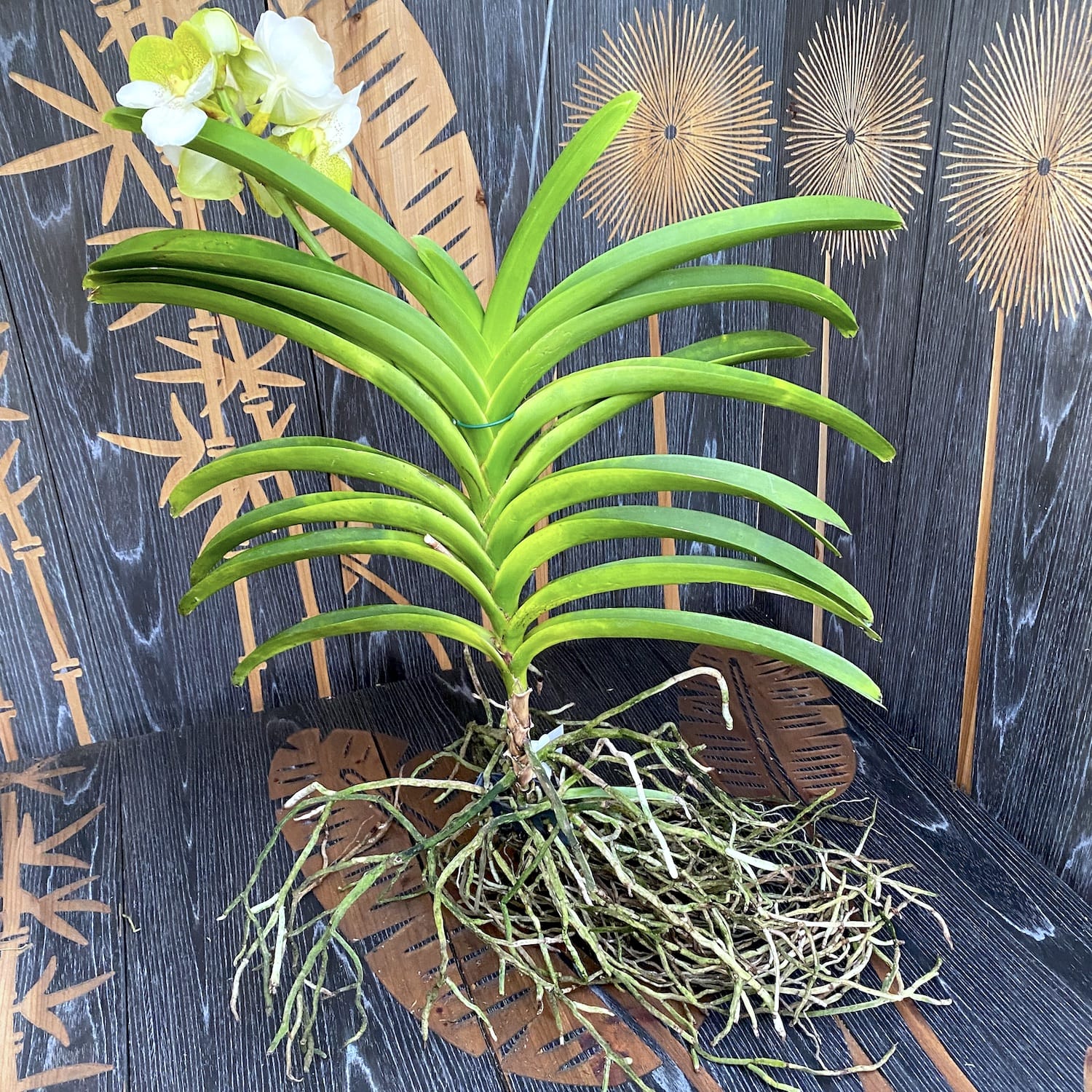 Vanda Divana White Lemon