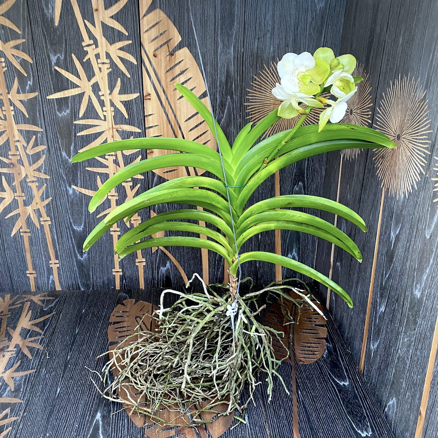 Vanda Divana White Lemon