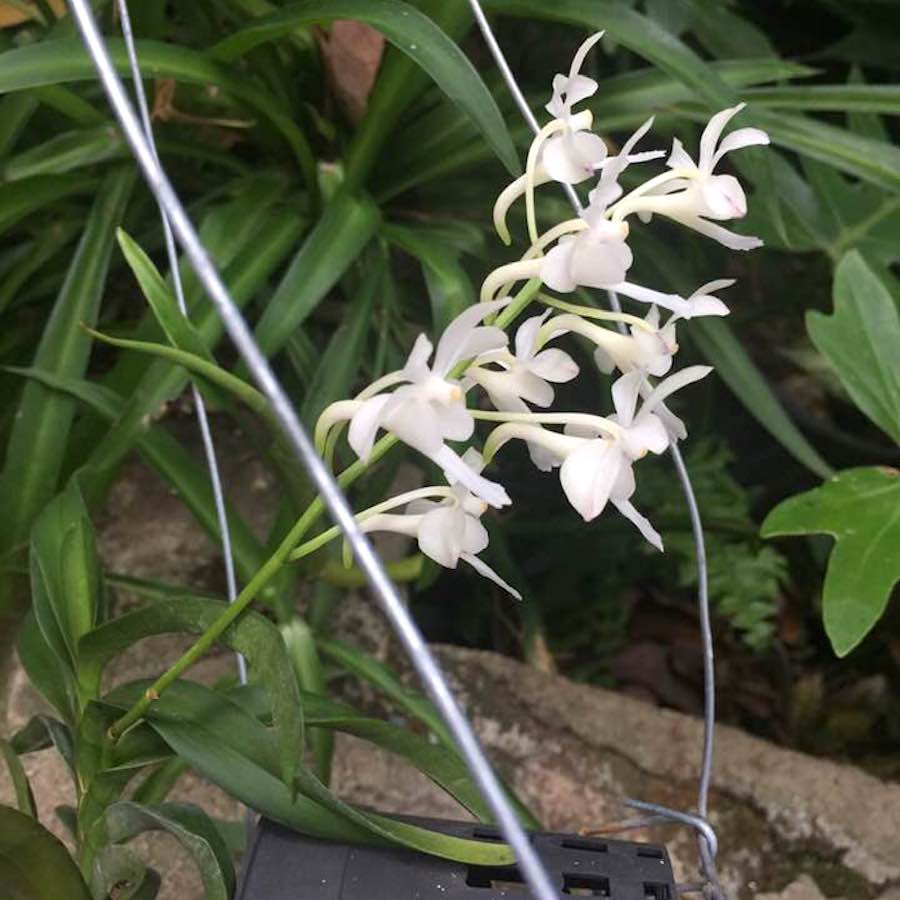 Vanda Green Light (vietnamita × falcata var. armami)