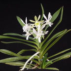 Vanda Green Light (vietnamica × falcata var. armami)