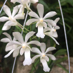 Vanda Green Light (vietnamica × falcata var. armami)