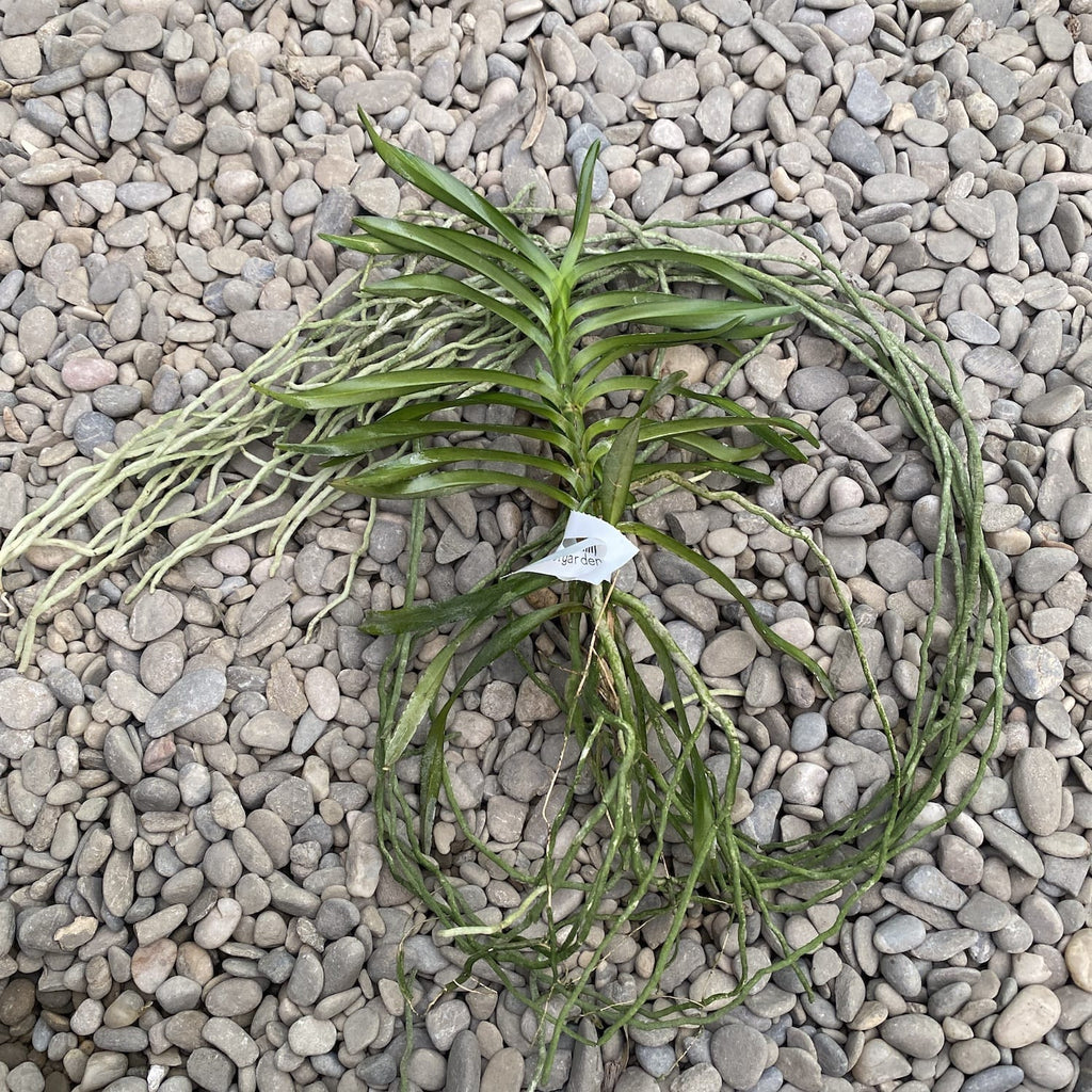 Vanda Green Light (vietnamita × falcata var. armami)