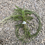 Vanda Green Light (vietnamica × falcata var. armami)