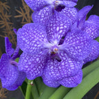 Vanda Blue Magic (Ansu)