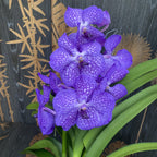 Vanda Blue Magic (Ansu)