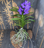 Vanda Blue Magic (Ansu)