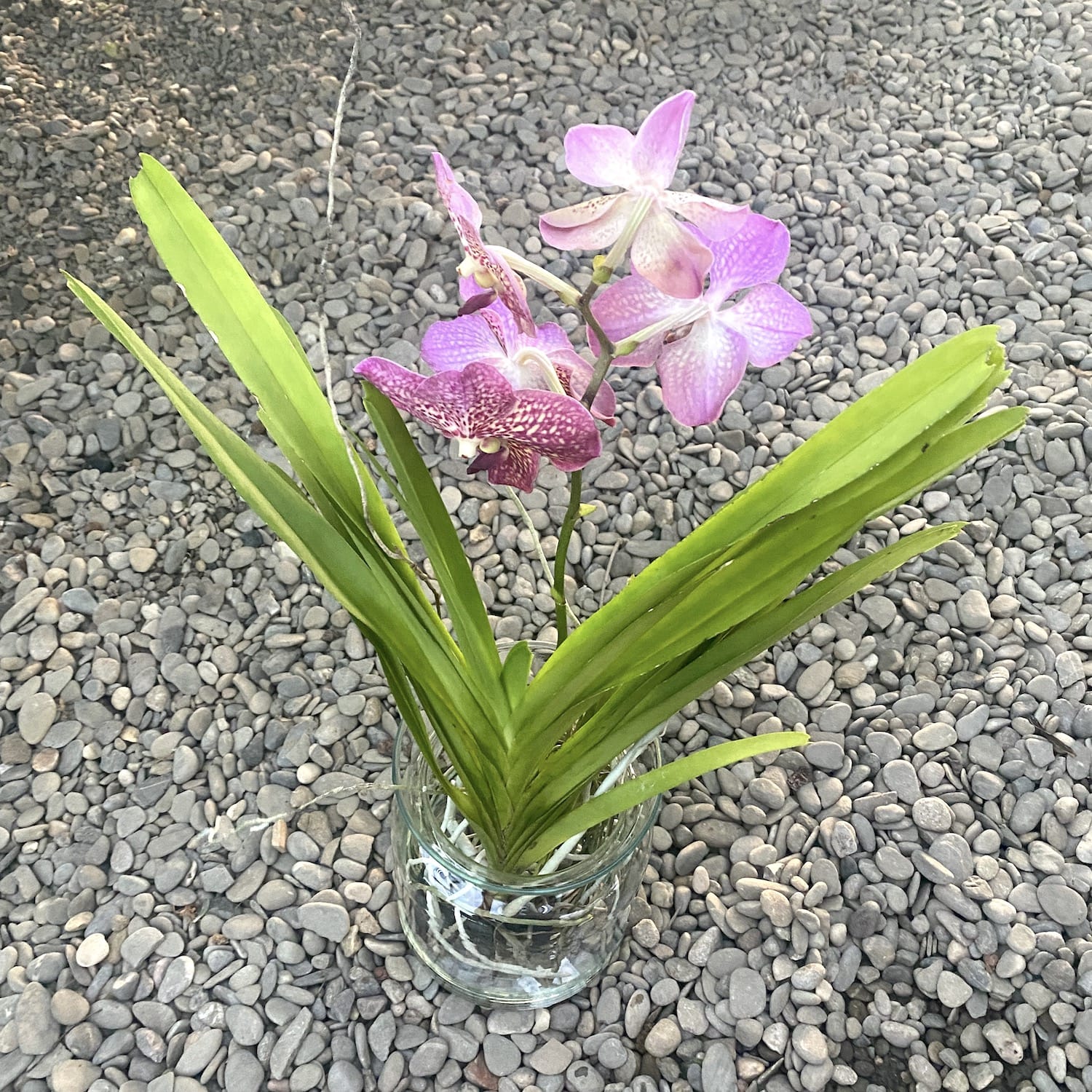 Vanda NITAYA Indian Red (Ansu)