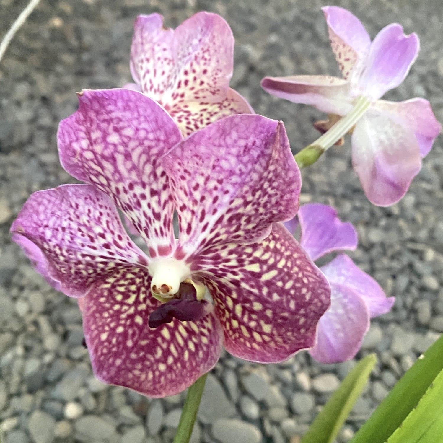 Vanda NITAYA Indian Red (Ansu)