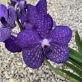 Vanda Pachara Blue (Ansu)