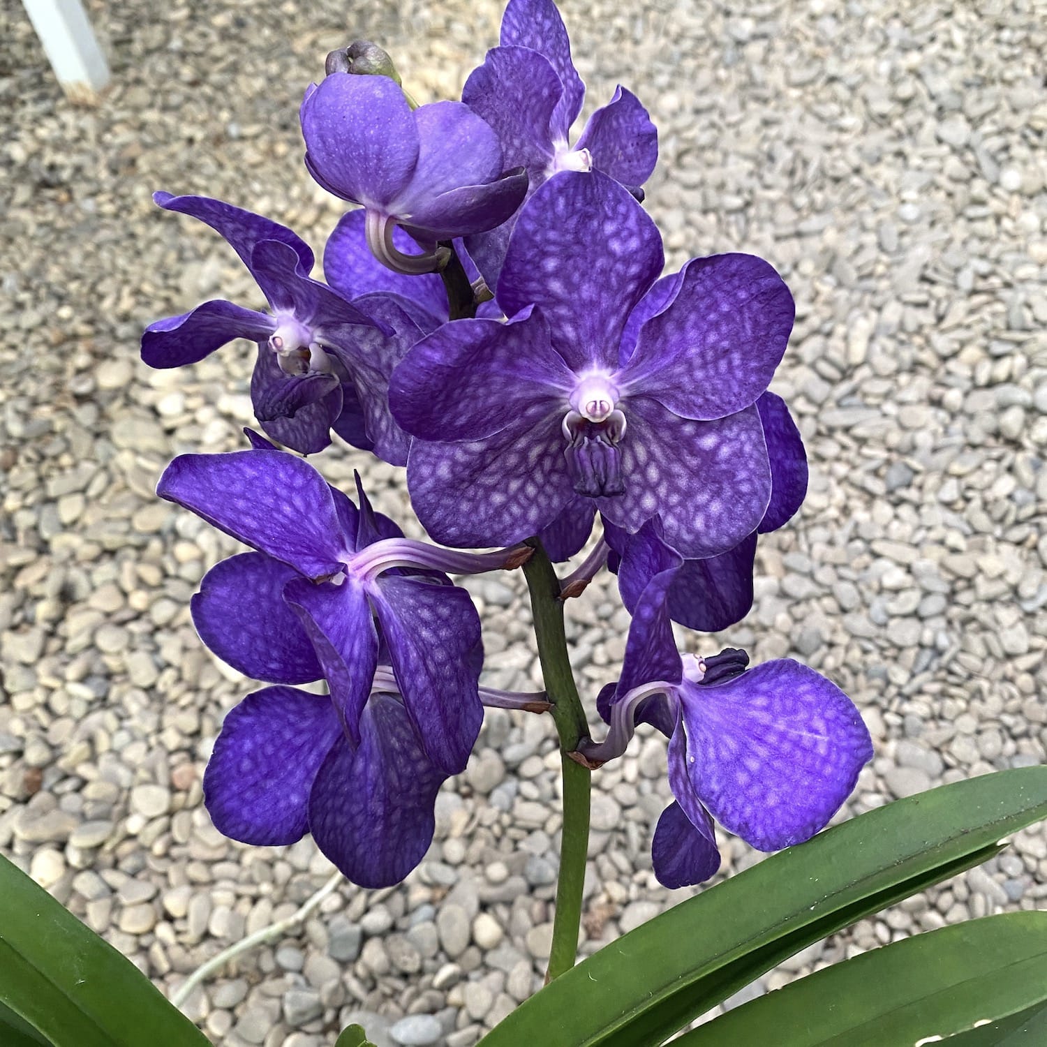 Vanda Pachara Blue (Ansu)