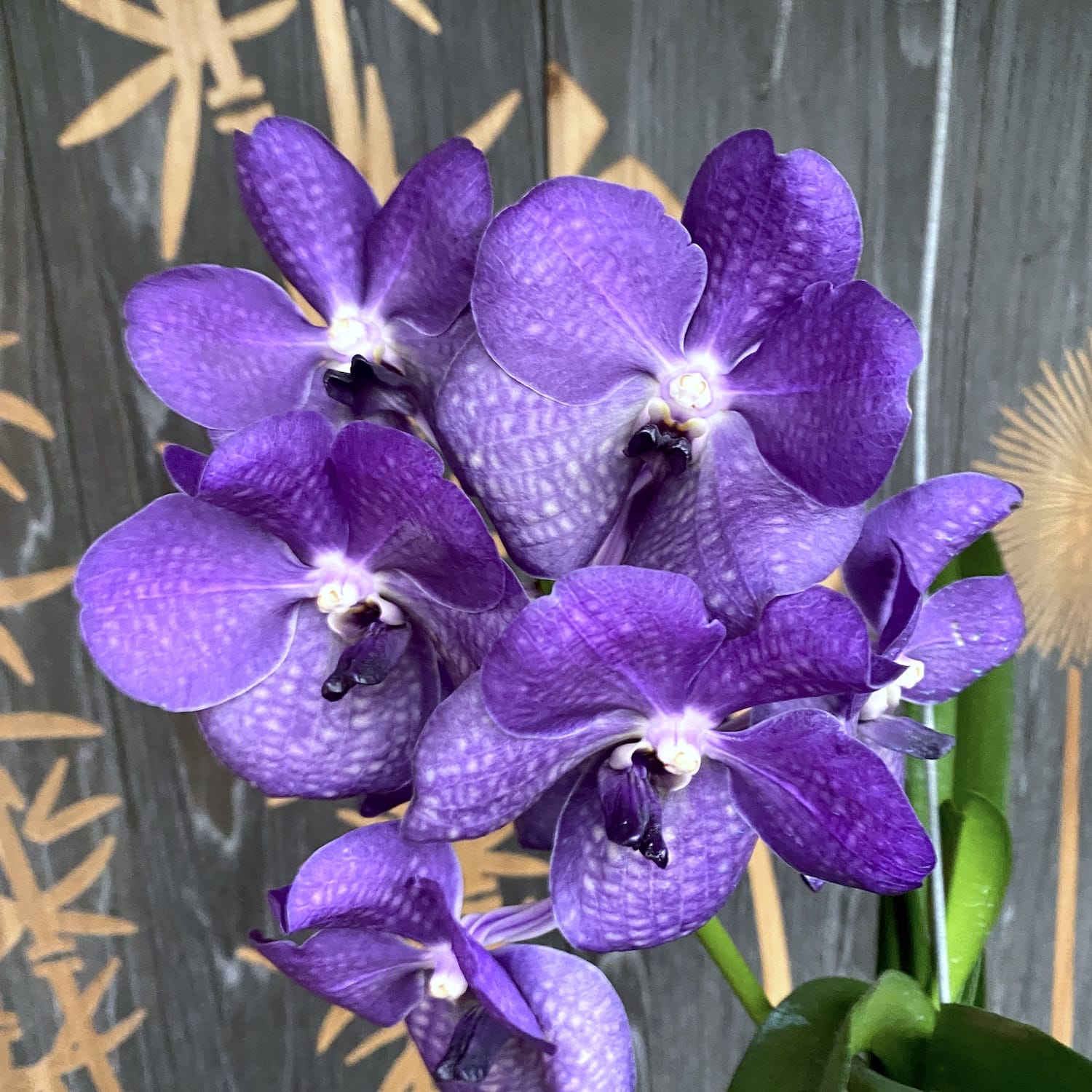 Vanda Purple ohne ID (Ansu #37)