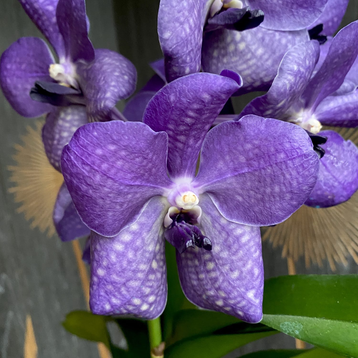 Vanda Purple ohne ID (Ansu #37)