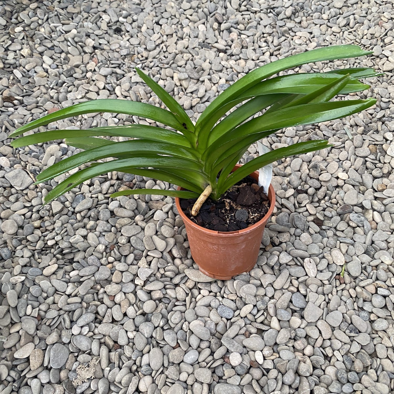 Vanda Redland Chocolate 'Cioccolato Fondente'