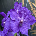 Vanda SUMATHI Violet Blue (ANSU #39)