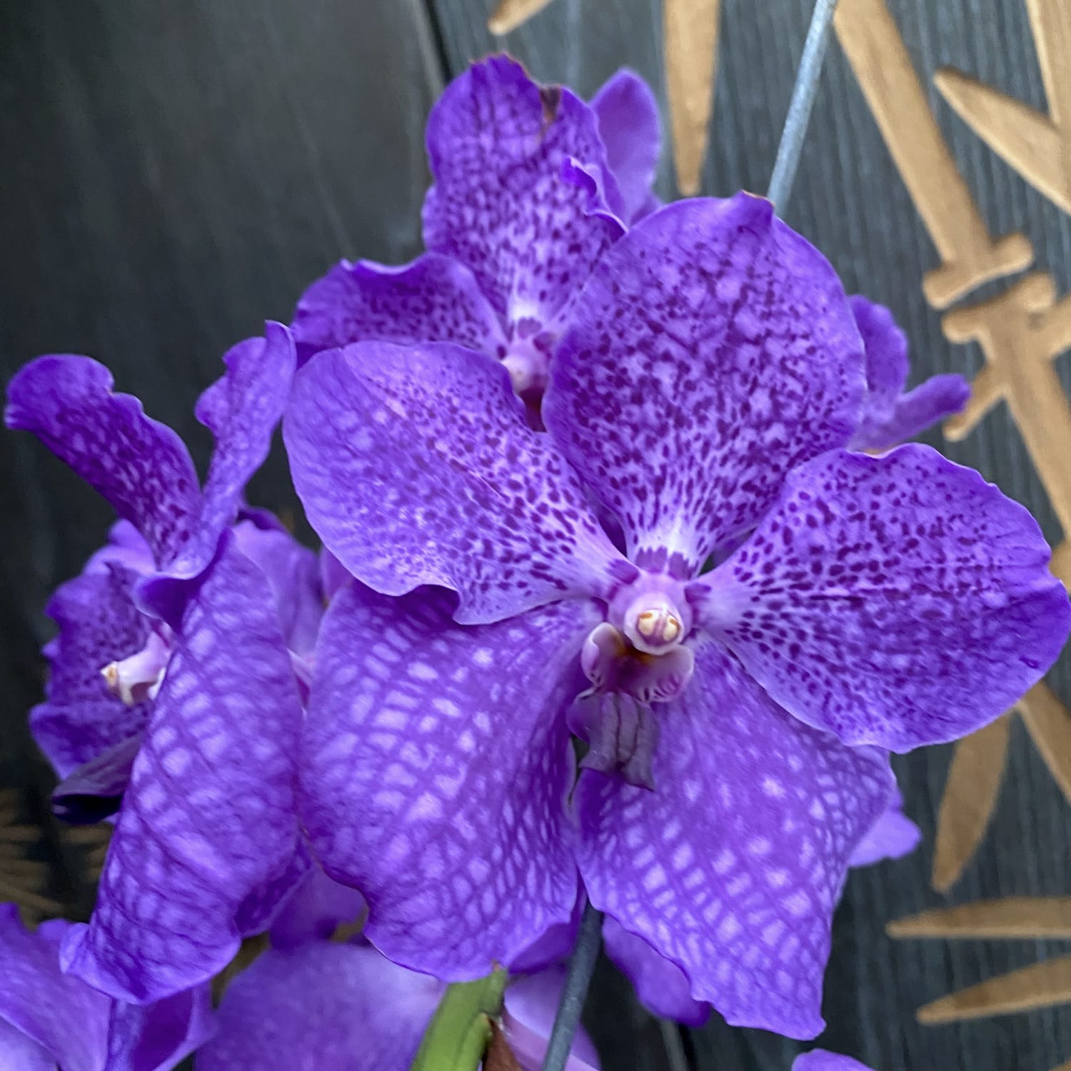Vanda SUMATHI Violet Bleu (ANSU #39)