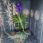Vanda SUMATHI Violet Blue (ANSU #39)