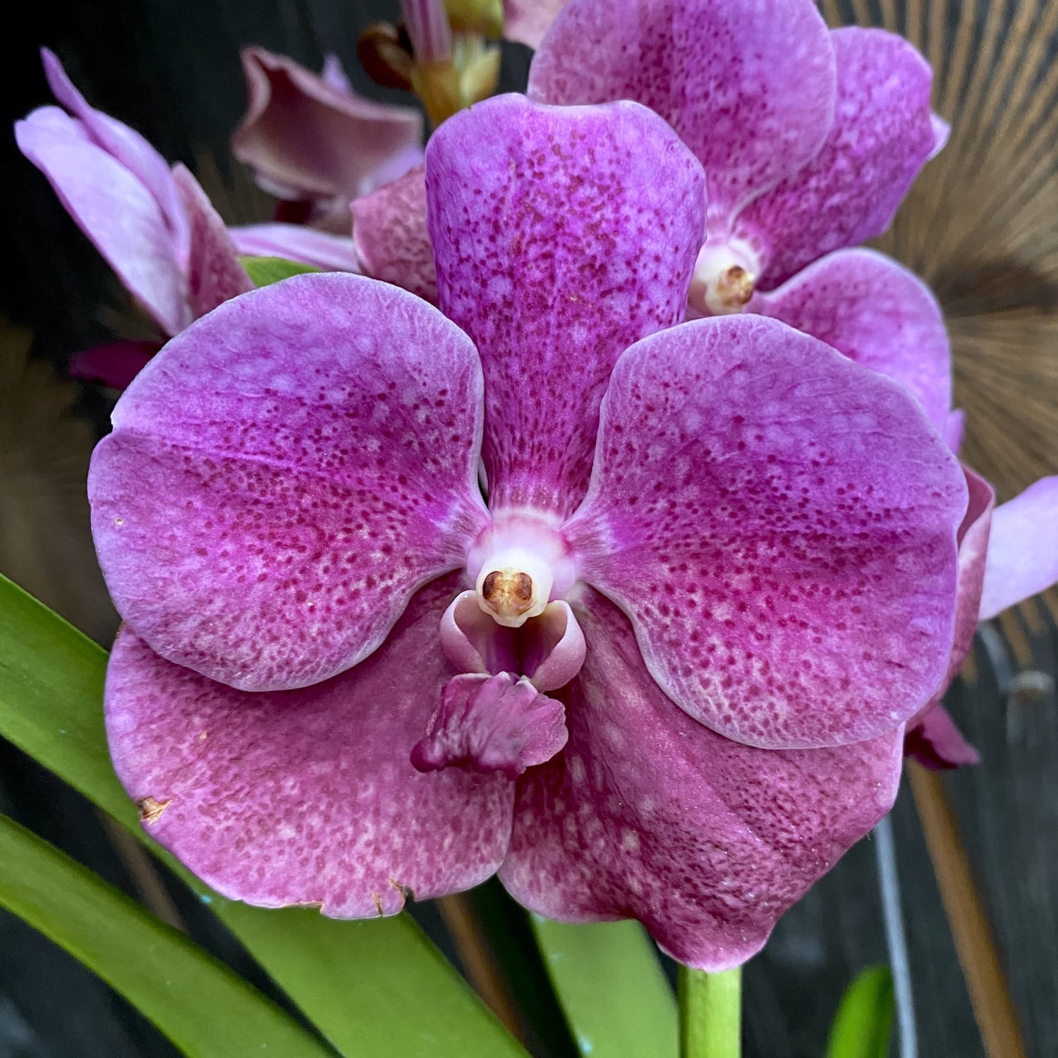Vanda SUNANDA Leopard Coral (ANSU #41)