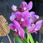 Vanda SUNANDA Leopard Coral (ANSU #41)