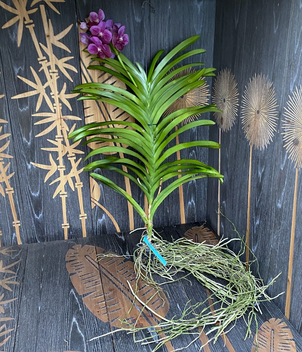 Vanda SUNANDA Leopard Coral (ANSU #41)