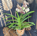 Vanda SUNANDA Ocelot Sienna (ANSU)