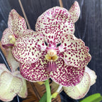 Vanda SUNANDA Ocelot Sienna (ANSU)