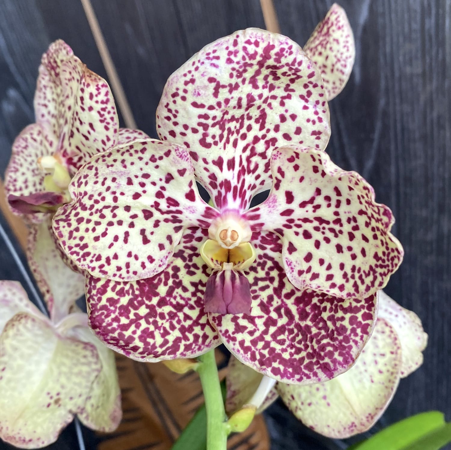 Vanda SUNANDA Ocelot Sienna (ANSU)