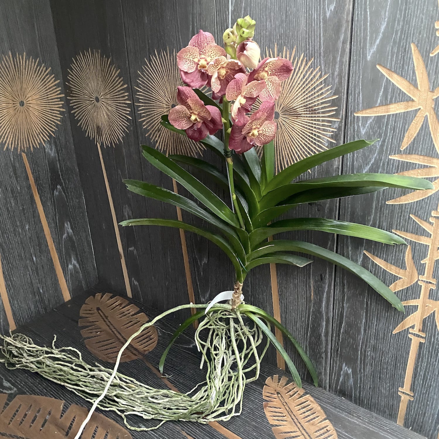 Vanda SUNANDA® Leopard Coral (Ansu) - das Exemplar auf dem Foto